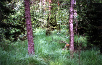 #1: The confluence point, between the two blurry trees