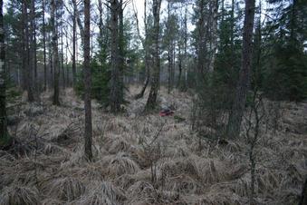 #1: Overview from 8 m south of confluence