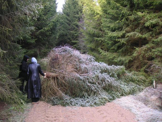 200m from the Confluence. A tree the the wind had taken down.