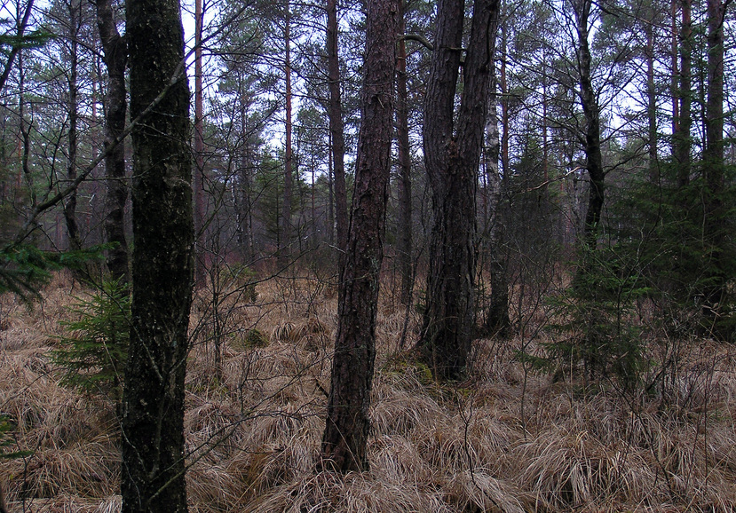 Main view towards NW and the marshland