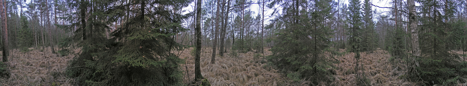 360-degree pano