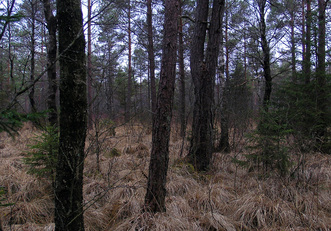 #1: Main view towards NW and the marshland