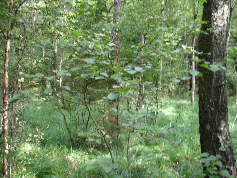 East view