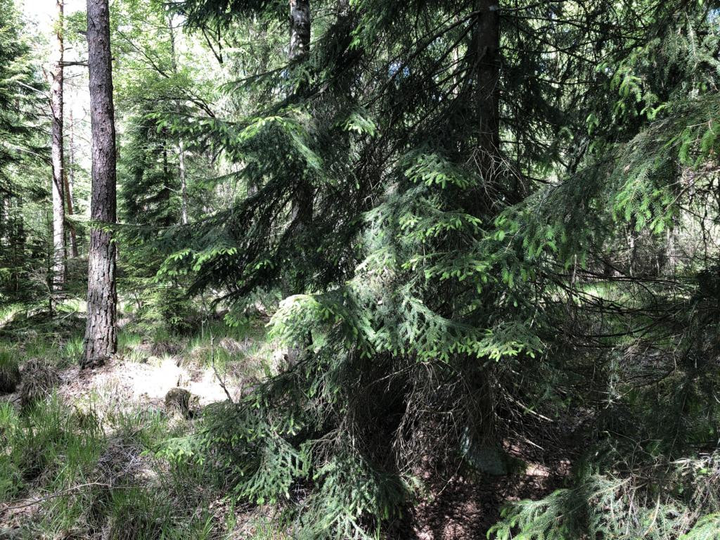 Nord