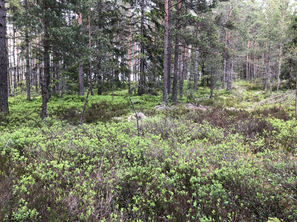 Nord