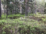 #3: Nord
