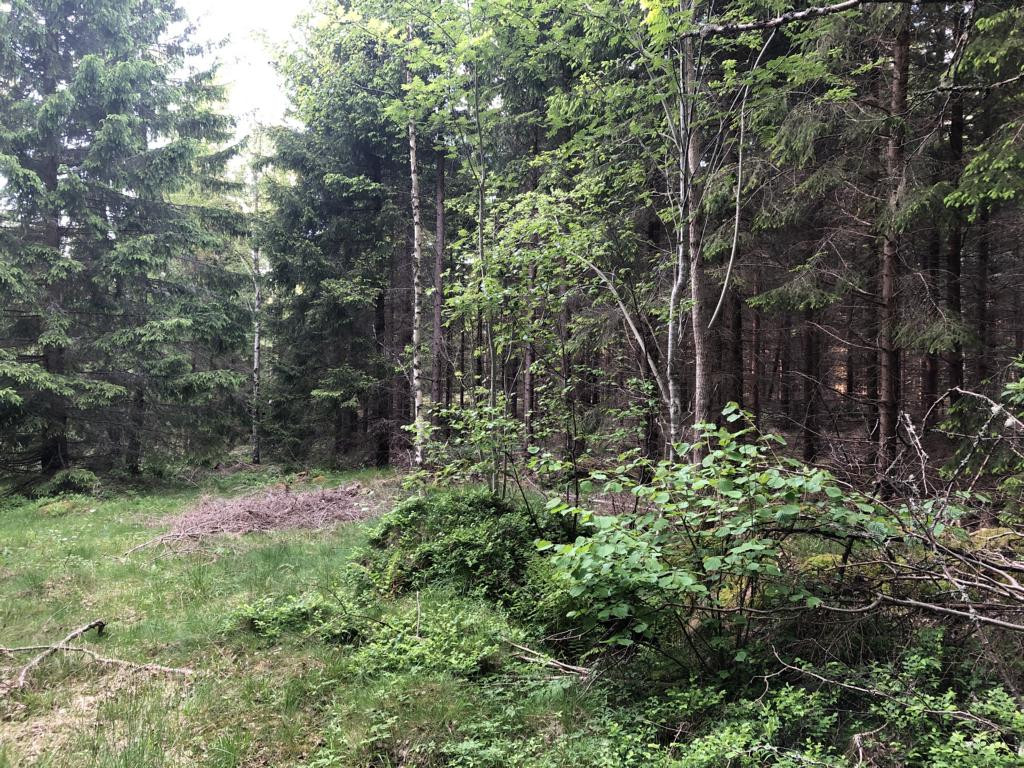Nord