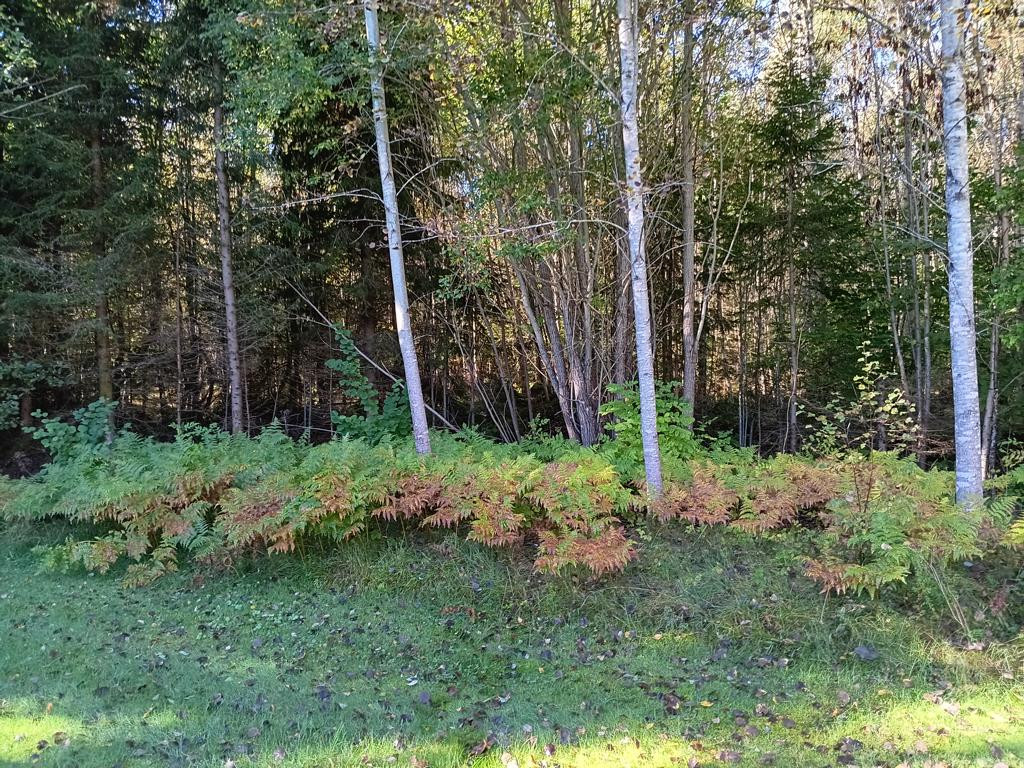 on meadow towards CP