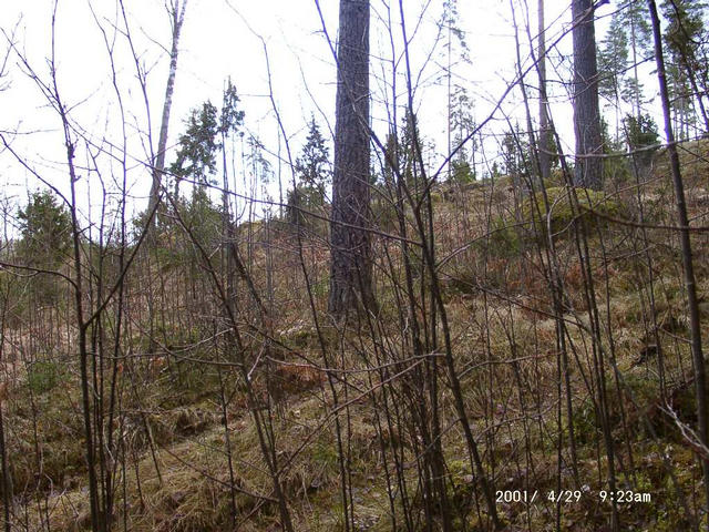 An old forest road up the hill