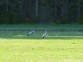 #7: Cranes in the field