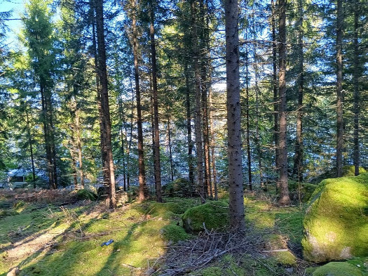 #1: Norden; view north