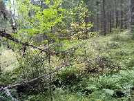 #2: Osten; view east