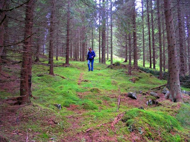 Old growth forest