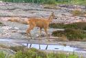 #2: Deer coming by for breakfast