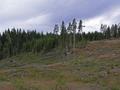 #3: Clear-cut  logging area