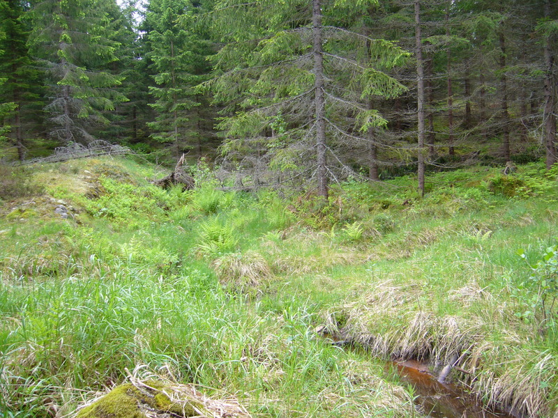 View to the Point in about 20 m distance, left of the tree in the centre; creek in the foreground.