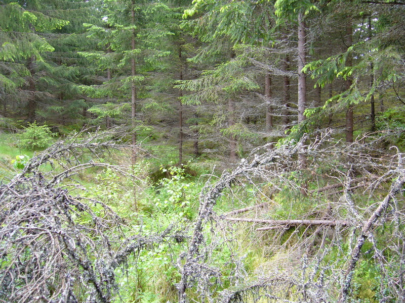 View south; struggling with the branches of a fallen tree