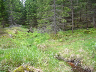 #1: View to the Point in about 20 m distance, left of the tree in the centre; creek in the foreground.