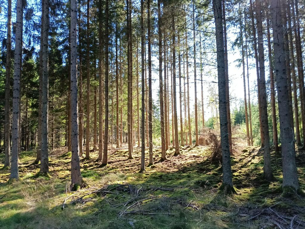 in forest towards CP