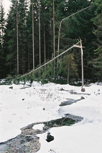 The confluence is situated 25 m behind the broken tree