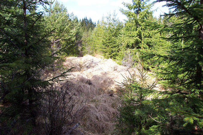 View towards north, with the remainings of an old path that was used when the wood was cut many years ago.