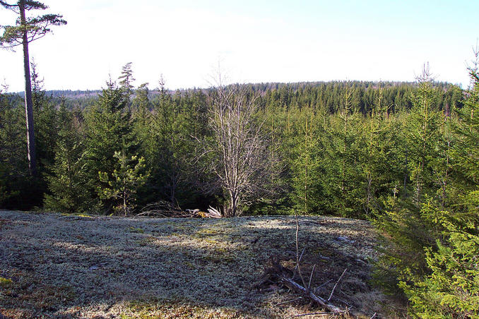 The confluence is situated about 200 m into the wood below the hill.