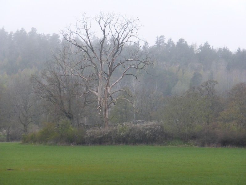 The ruins of the fortress