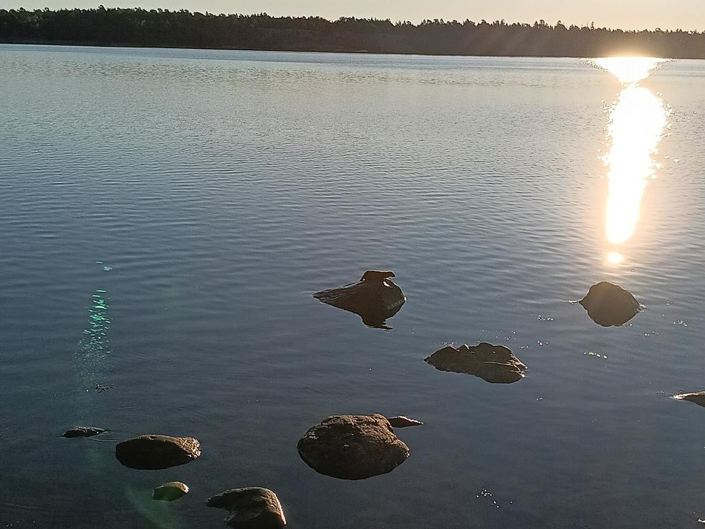 otter at Nyn&auml;shamn