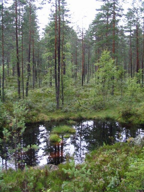 original swedish swamp