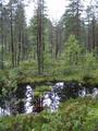 #7: original swedish swamp