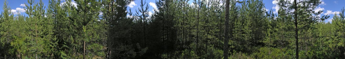 360 degree panorama: Pine trees in all directions!
