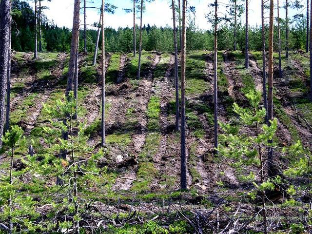 Logging leaves big wounds where all the felled trees have been dragged down the hillside.