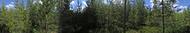 #2: 360 degree panorama: Pine trees in all directions!
