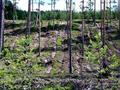 #5: Logging leaves big wounds where all the felled trees have been dragged down the hillside.