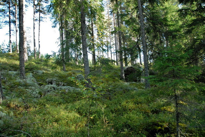 View south / Blick nach Süden