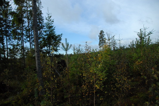 View east / Blick nach Osten