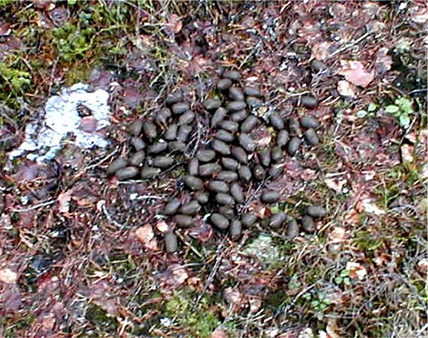 Moose droppings