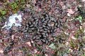 #4: Moose droppings