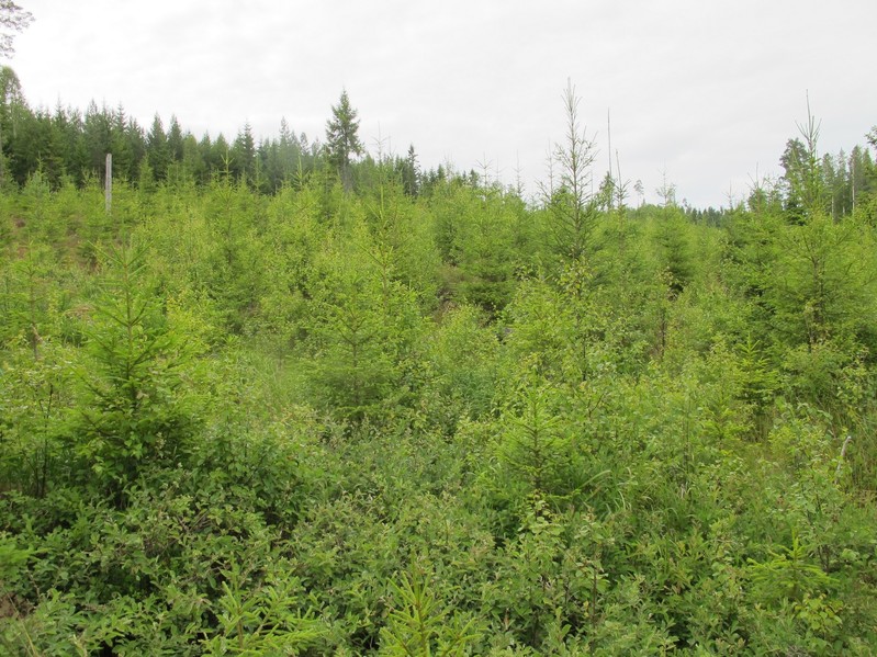 Overview