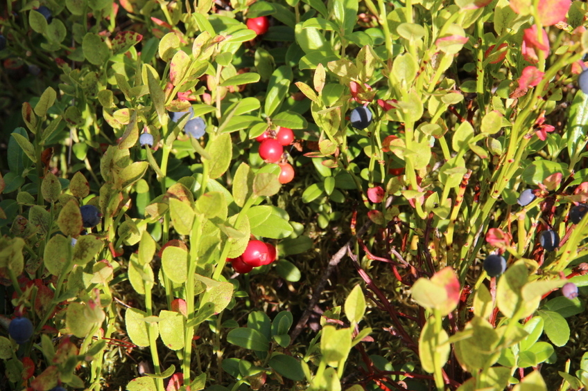 Bilberry and Cowberry