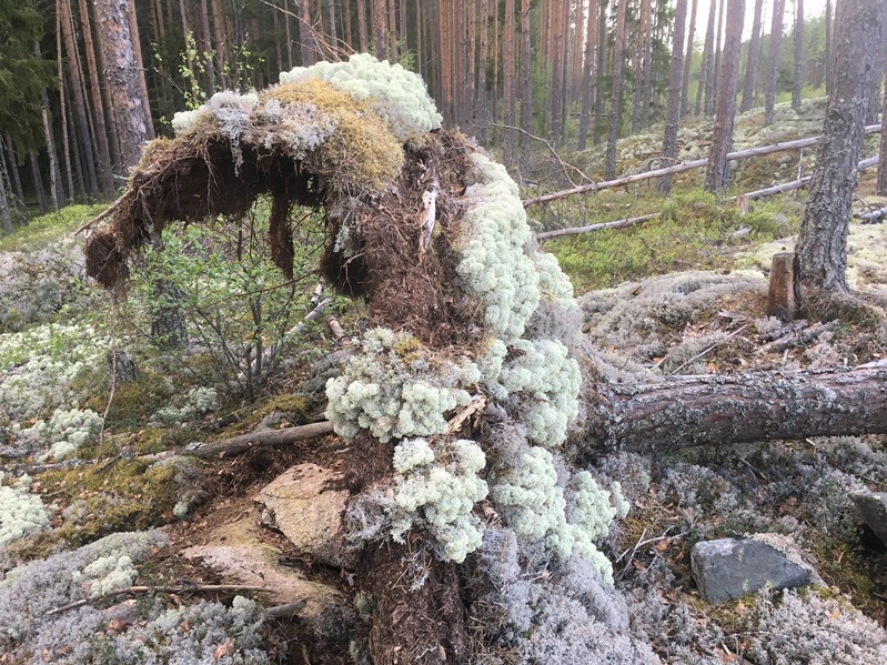 Overgrown fallen tree 