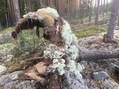 #9: Overgrown fallen tree 