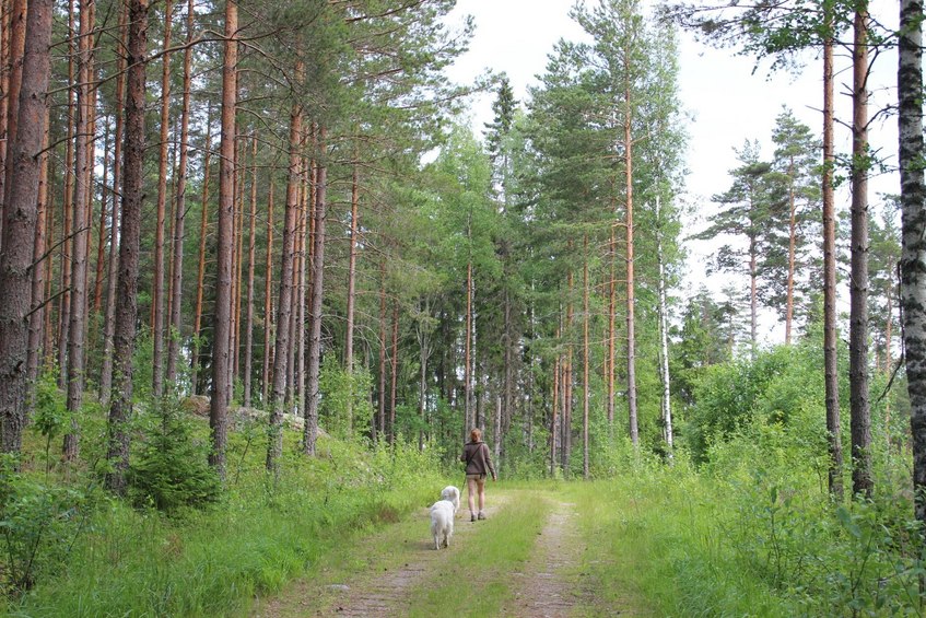 Forest track, 700 m from the CP