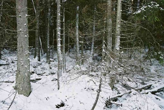 Close-up of the wood, in direction towards the confluence.