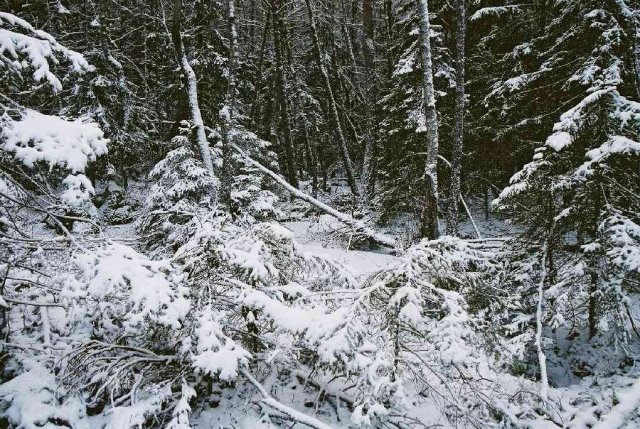 Another view of the wood, in direction towards the confluence.