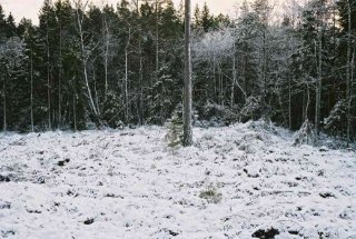 #1: The confluence is situated 75 m into the wood, behind the fur-tree