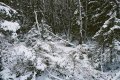 #3: Another view of the wood, in direction towards the confluence.