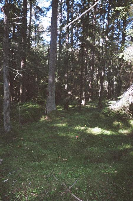 The confluence point, near the tree, seen from southeast