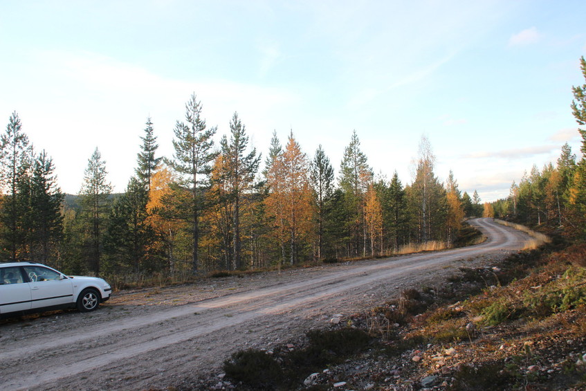 Forest track near the confluence