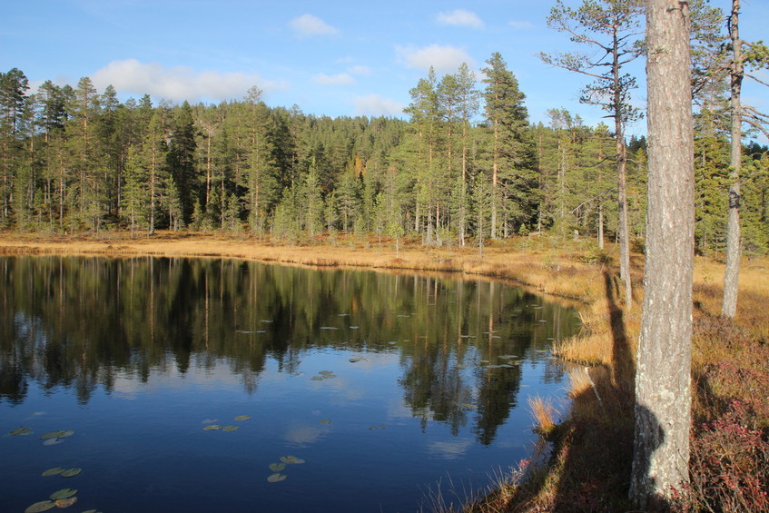 Boggy grounds, 500 m west of the CP